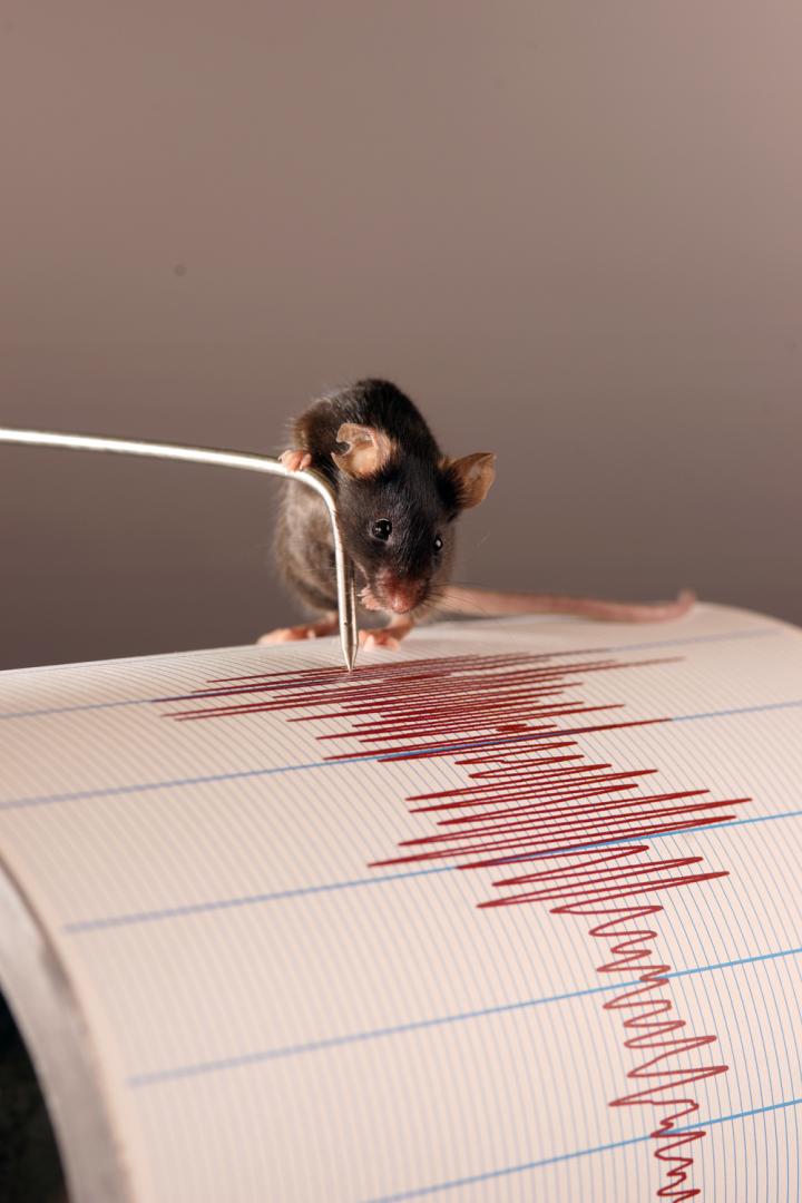 Listening to Vibrations