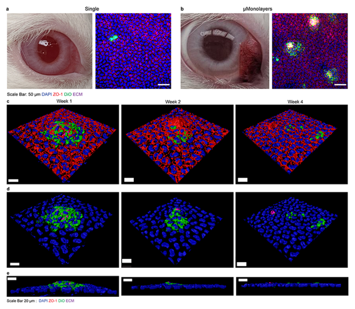 Examples of Corneal Integration