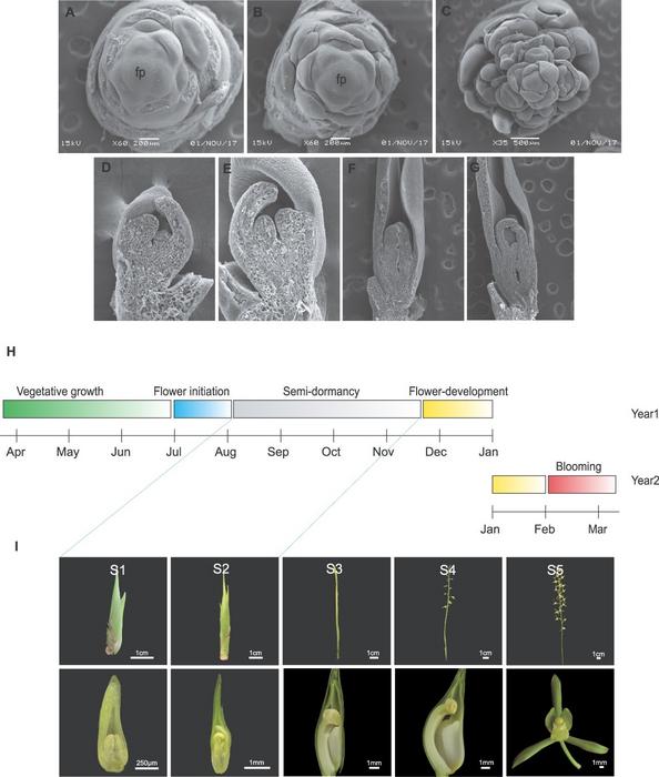 Complete process of flower development of C. sinense and seasonal distribution of different development stages.