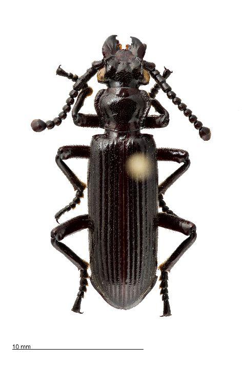 Ozaena Ground Beetles Likely Parasitize Ants Throughout Their Life Cycle