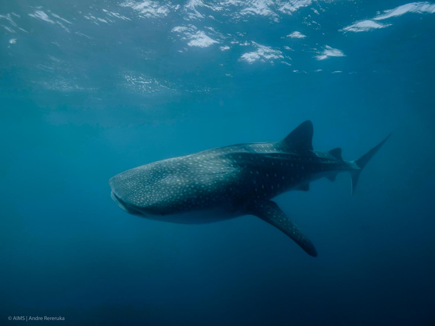 Whale Shark