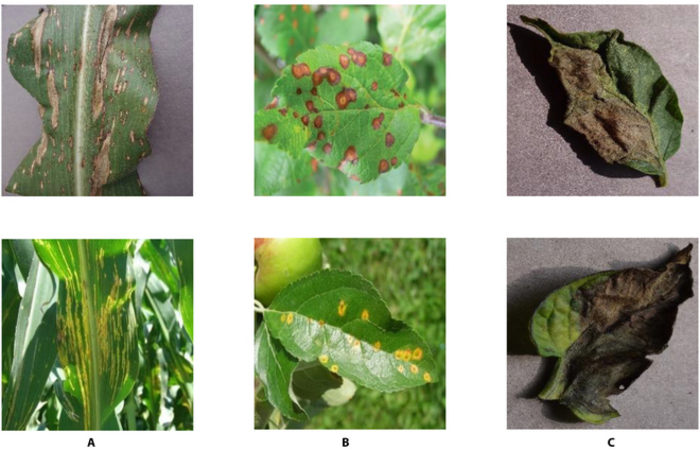 Fig. 1. Issues existing in various cross-species plant diseases.
