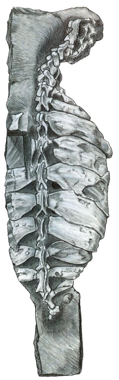 <i>Eunotosaurus africanus</i> Backbone