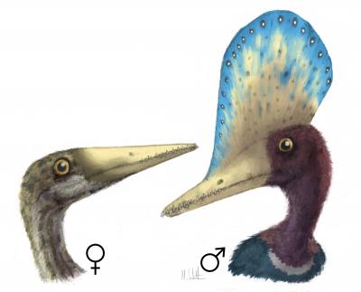 Pterosaur <i>Darwinopterus</i>