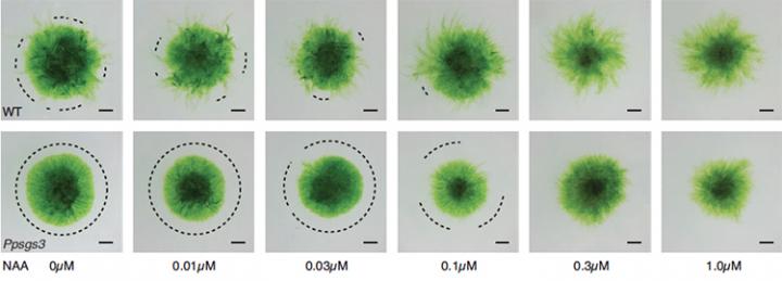 An Environmental Sensor Favored by Evolution