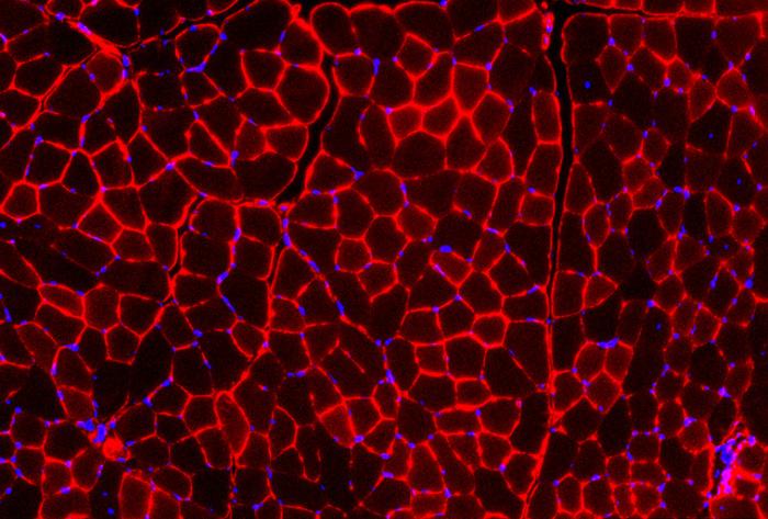 Muscle cells microscopy