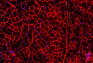 Muscle cells microscopy