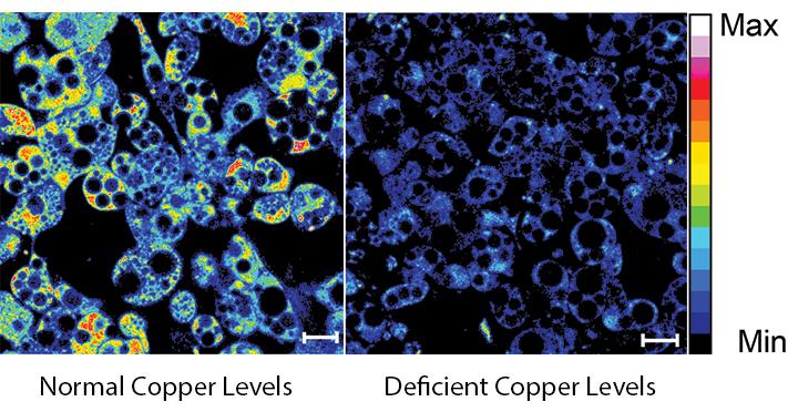 Copper in White Fat Cells