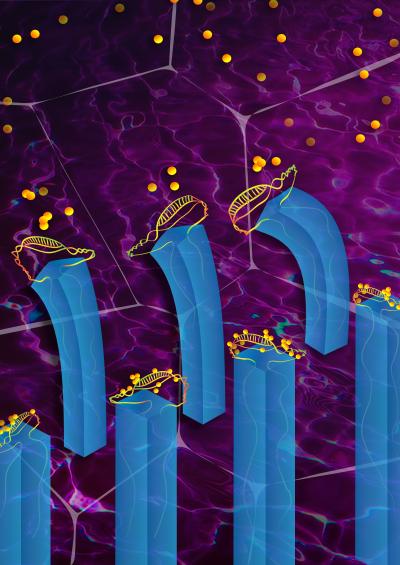Hydrogel-Aptamer Capture and Release