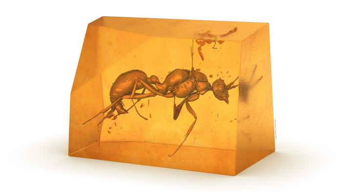 extinct ant species