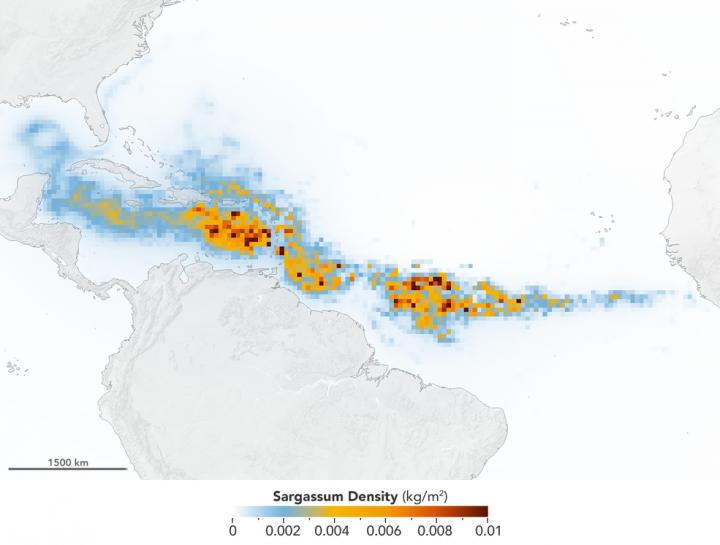 MODIS Data to Find Sargassum