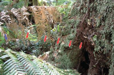 Retreat in the Hollow of a <i>N. cunninghamii</i> Tree