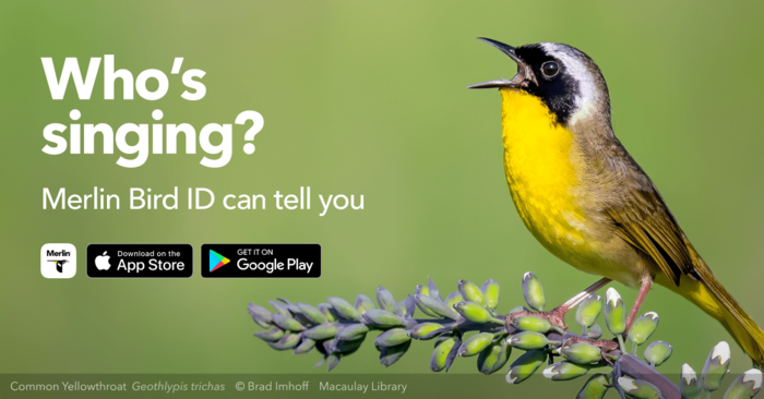 rspb-bird-identifier-a-z-of-uk-bird-sounds-b5-bird-calls-bird