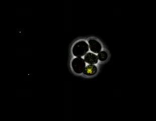 Ace2 in Yeast Cells