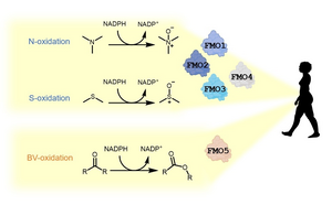 The different reactions of the FMO enzymes