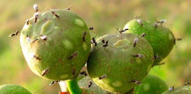 Figs and Fig Wasps