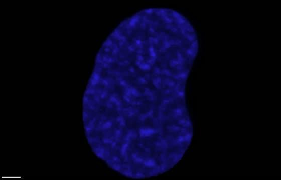 Video footage showing map of cohesin DNA and enzymes in cells