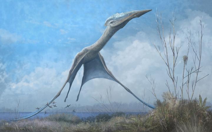 Pterosaur Launches into Flight