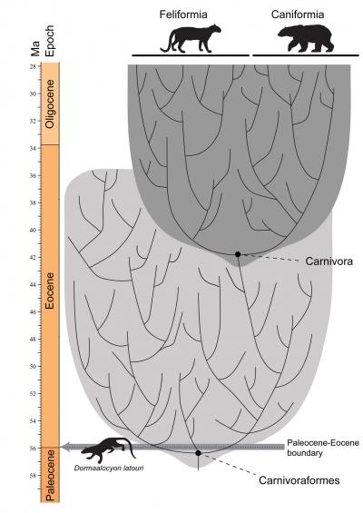 <i>Dormaalcyon</i> (3 of 3)