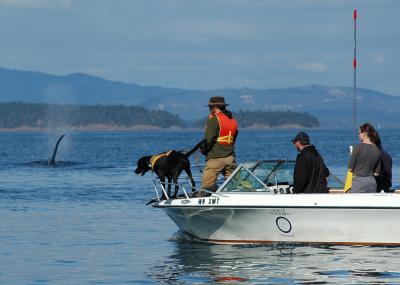 Scat-Detecting Dog, Researchers Trail Whales