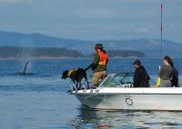 Scat-Detecting Dog, Researchers Trail Whales
