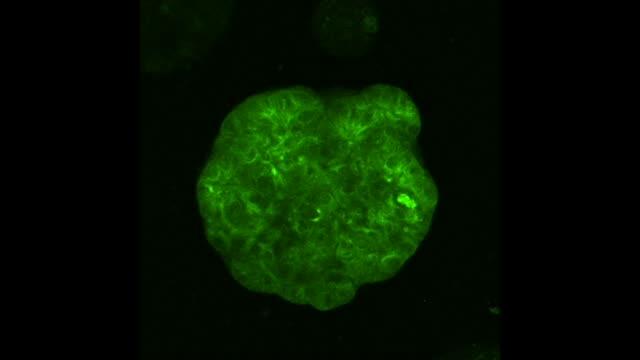 Dividing Human Liver Cells