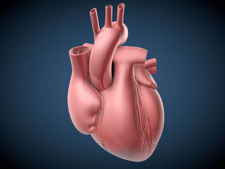 Could a Noncoding RNA Be a New Drug Target for Heart Disease?