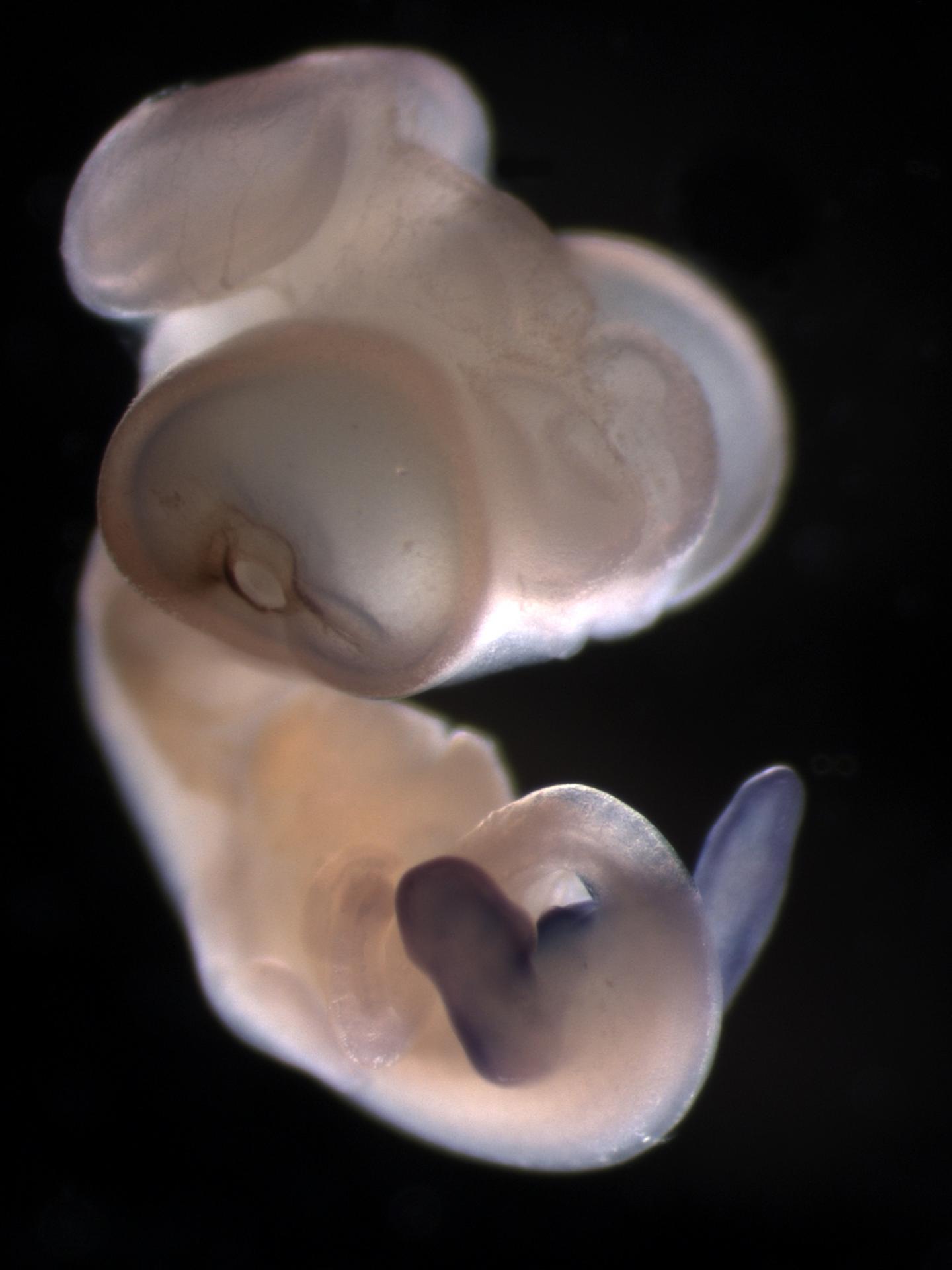 Anolis Lizard Embryo