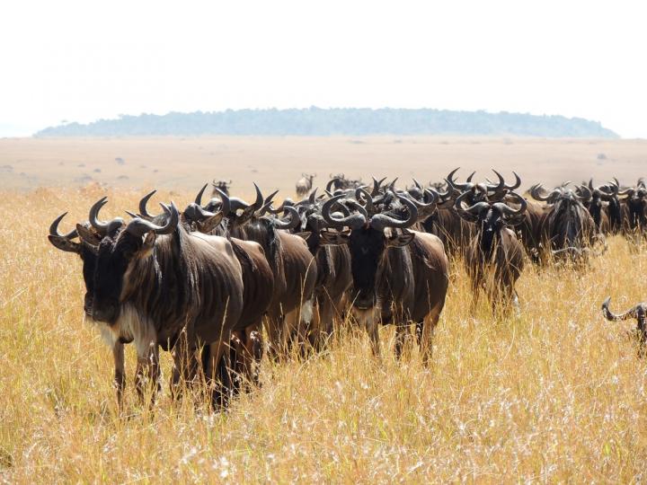 The Great Serengeti Wildebeest Migration