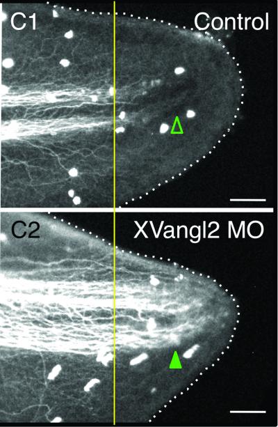 PCP Pathway Acts as Stop Sign for Cell Growth