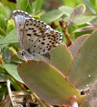 Endangered in Finland Butterfly Species (<em>S. orion</em>)