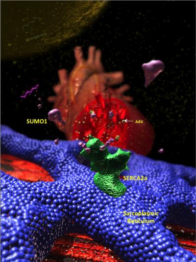SUMO-1 Gene Rescues Hea [IMAGE] | EurekAlert! Science News Releases