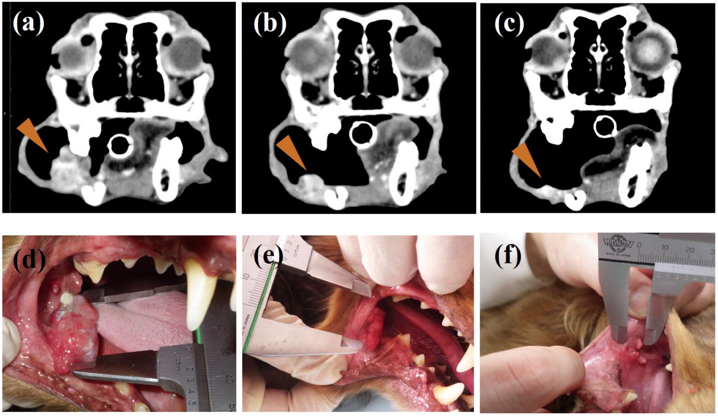 One of the OMM Dogs Showed Obvious Tumor Regression after 10 Weeks of Antibody Administration