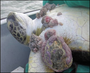 Juvenile Green Sea Turtle