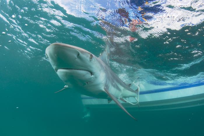 Blacktip Shark