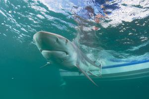 Blacktip Shark