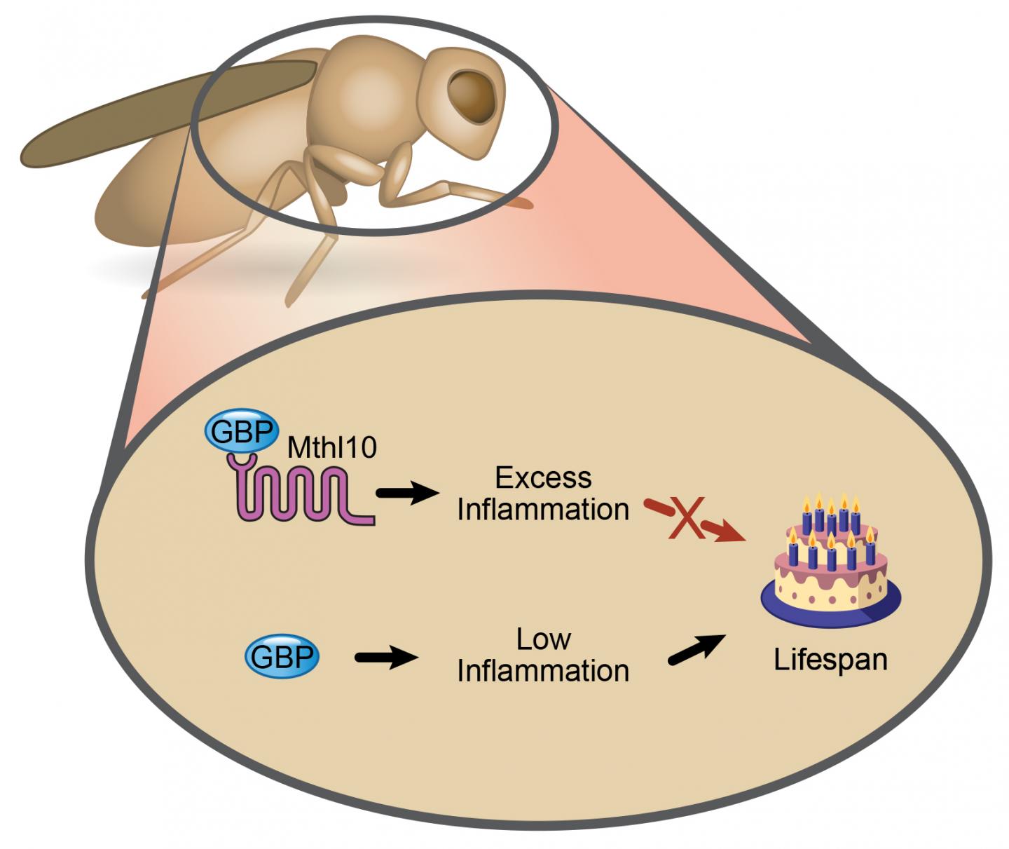Proteins Involved in Fruit Fly Longevity