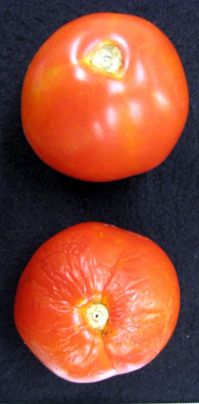 Transgenic and Non-transgenic Tomato