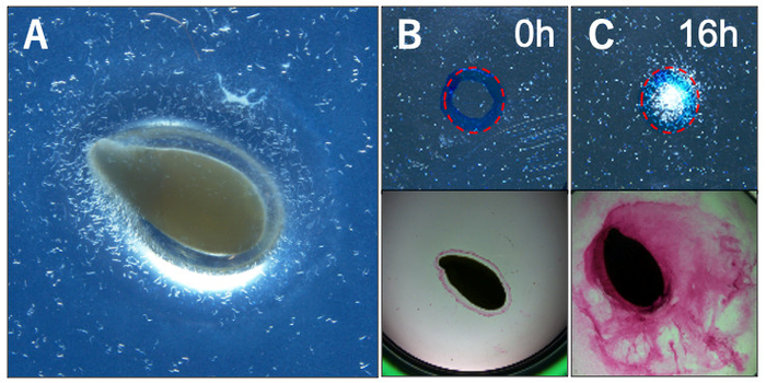 Nematode behavior in response to flaxseed attractant