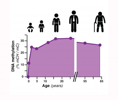 Unique Epigenetic Code Identified During Human Brain Development (1 of 2)