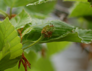 Female inflorescence of beech