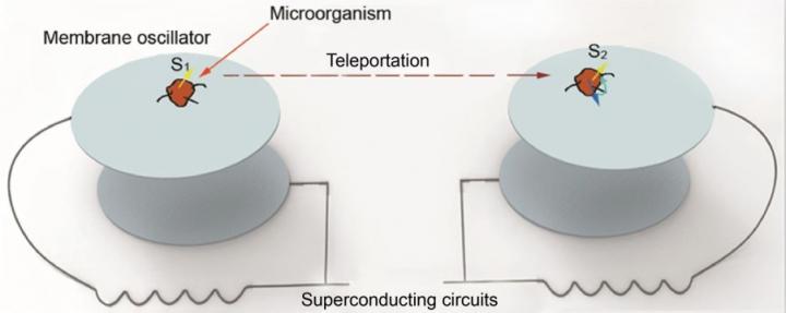 Quantum Teleportation between 2 Microorganisms