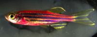 Adult Skinbow Zebrafish