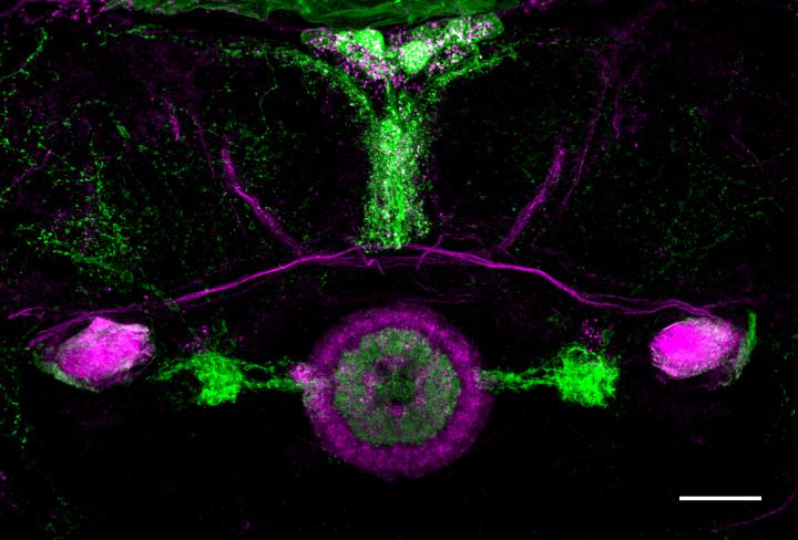 <i>Drosophila</i> Orientation Memory (2 of 2)