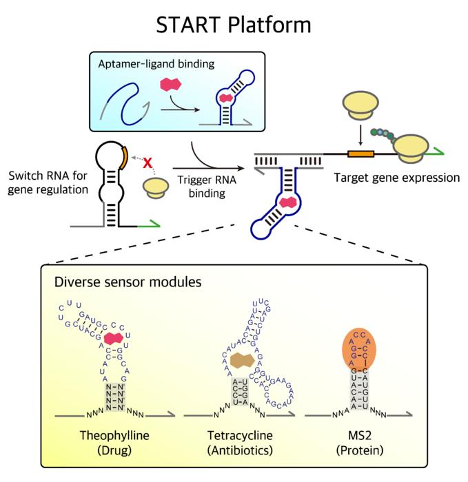 A sensor platform that regulates bacterial gene expression through targeted substances using various aptamer sequences