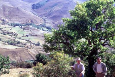 Understanding Apples' Ancestors