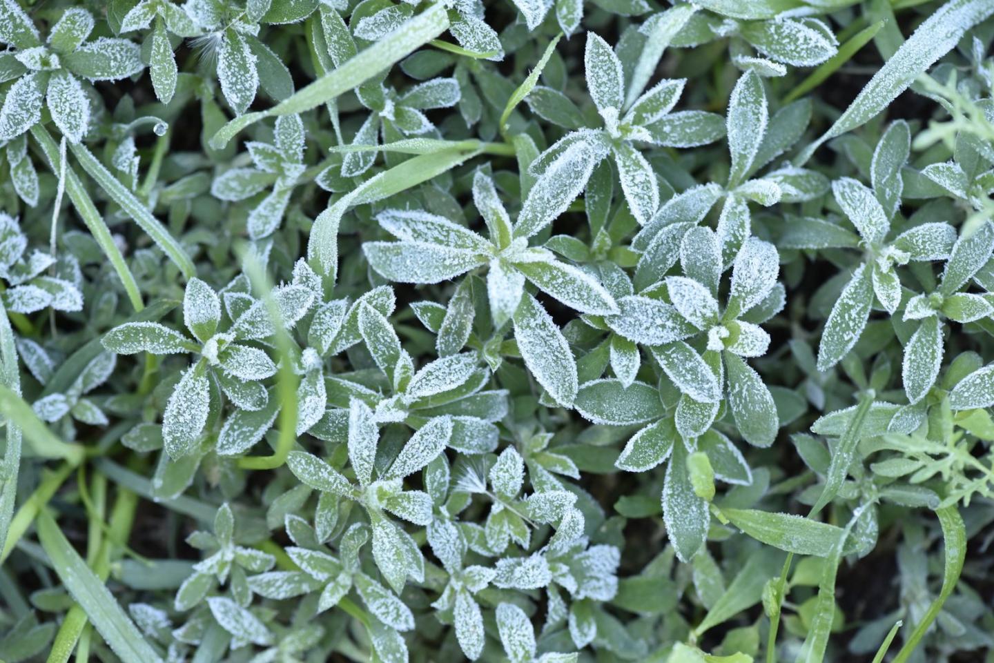 Kochia with Frost