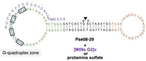 New DNA drug Pse08-29