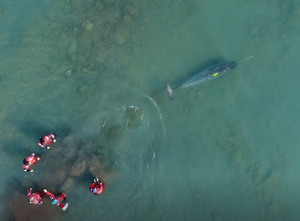 Narwhal release