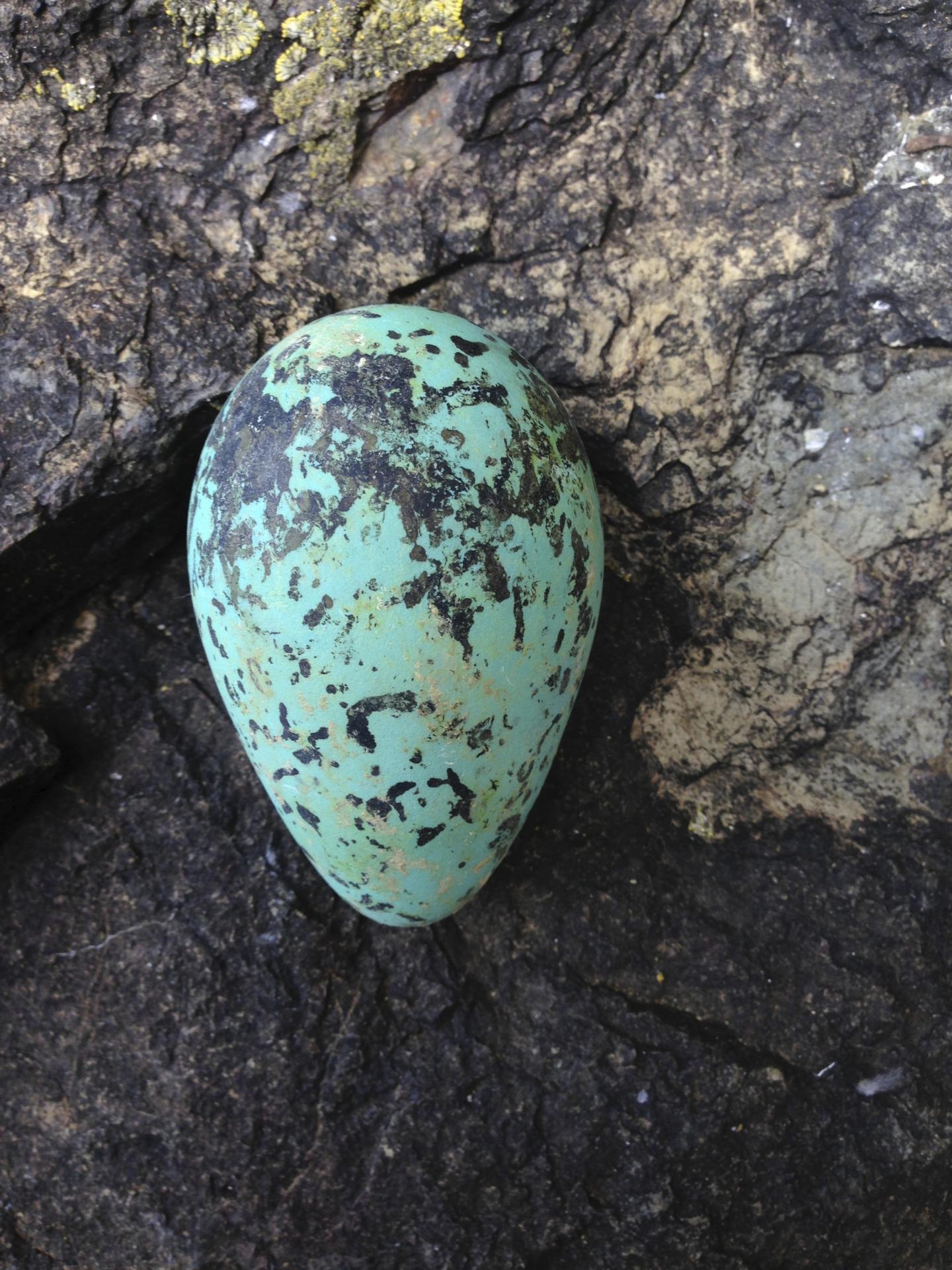 Guillemot Egg